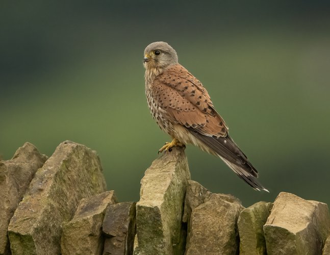 Resting Male Kestrel taken July 2024 -UK-
