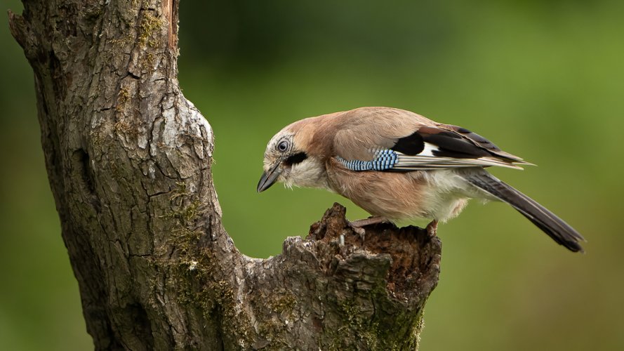 Jay photographed July 2024 -UK-