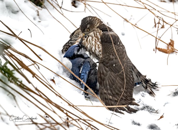 coopers.hawk.killikg.blue.jay_DSC2034.jpg