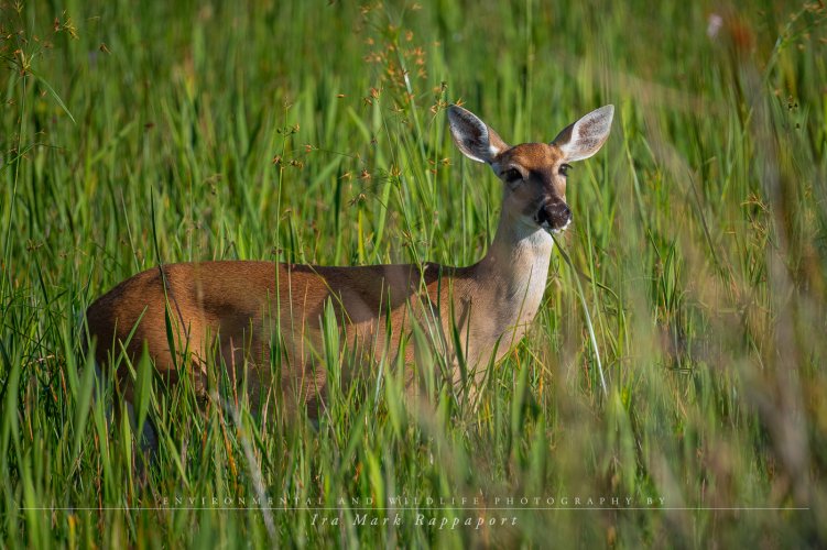 Deer in the tall grass