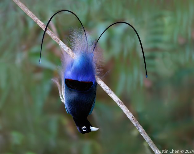 Blue bird of paradise male displaying