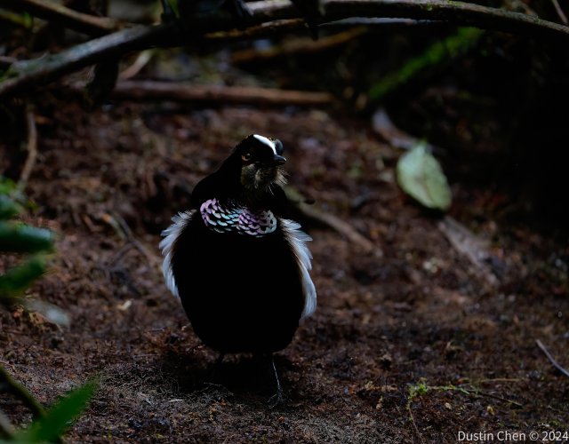 Carola Parotia bird of paradise male displaying