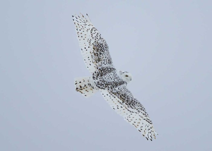 One more snowy owl on a gray, overcast day.