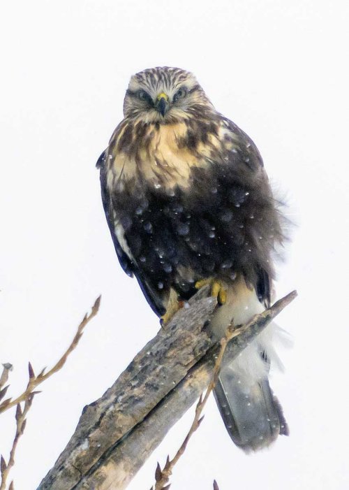 Rough Legged Hawk