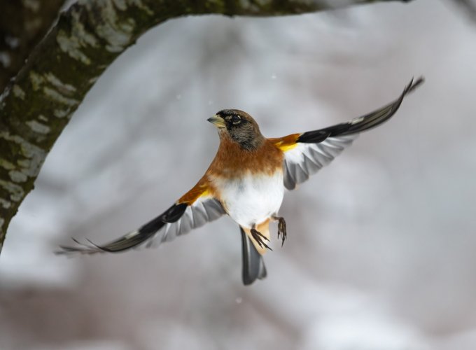 Brambling BIF