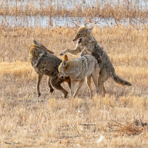 Coyotes Playing