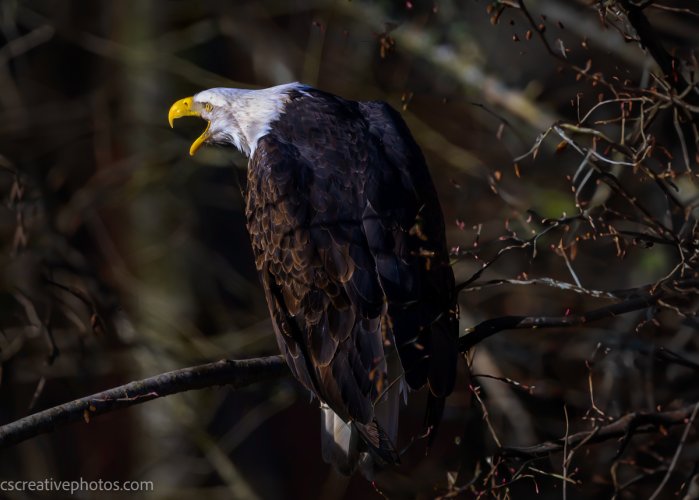 Eagle Portrait on the River