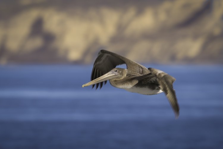 La Jolla Wildlife