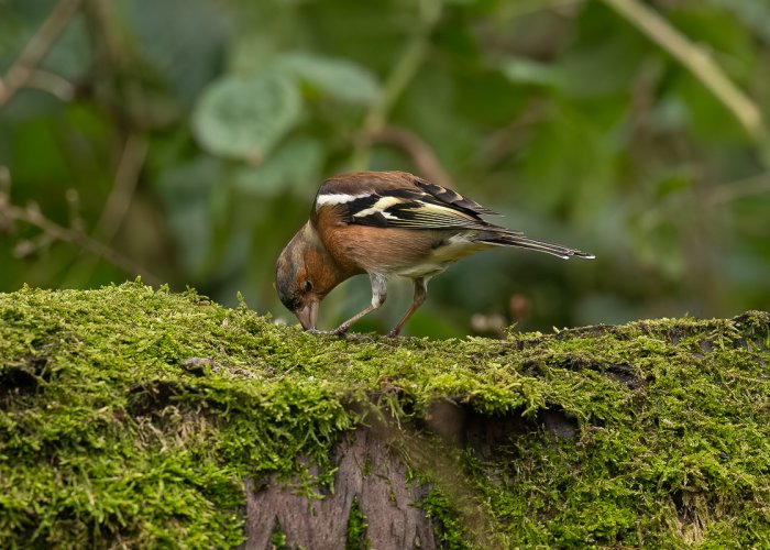 Male Chaffinch in the Woods today 17-01-2025 - UK -