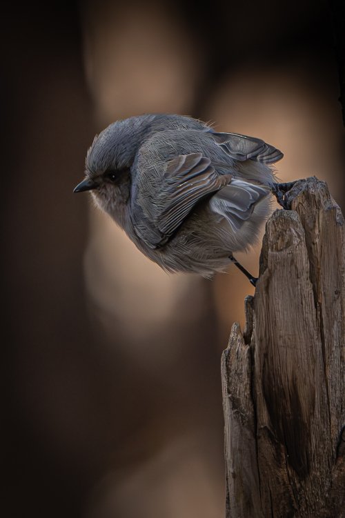 1-2-25 Bushtit 1.jpeg