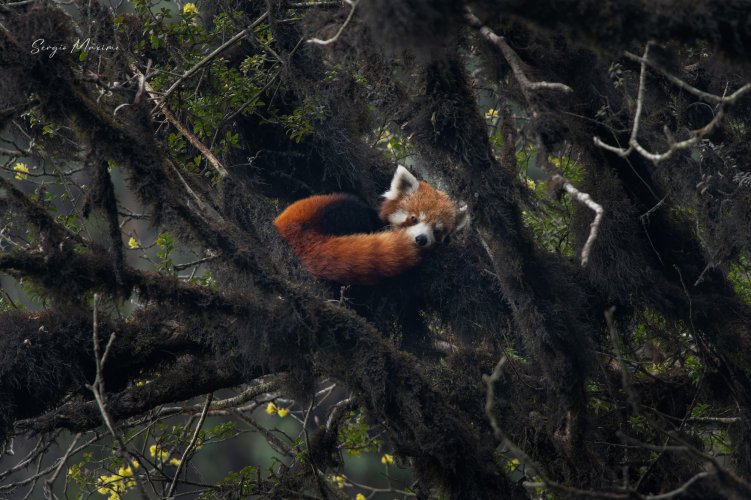 A sleepy Red Panda