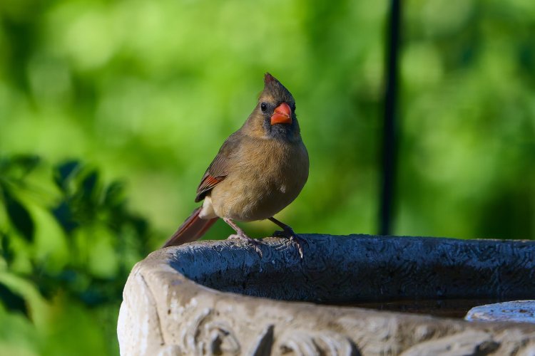 Jan 25 Cardinal 1.jpg