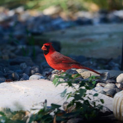 Jan 25 Cardinal 1_1.jpg