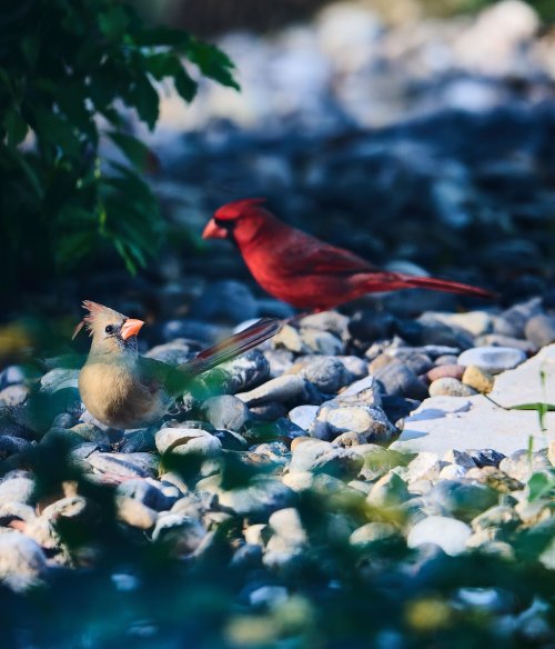 Jan 25 Cardinal 1_3.jpg