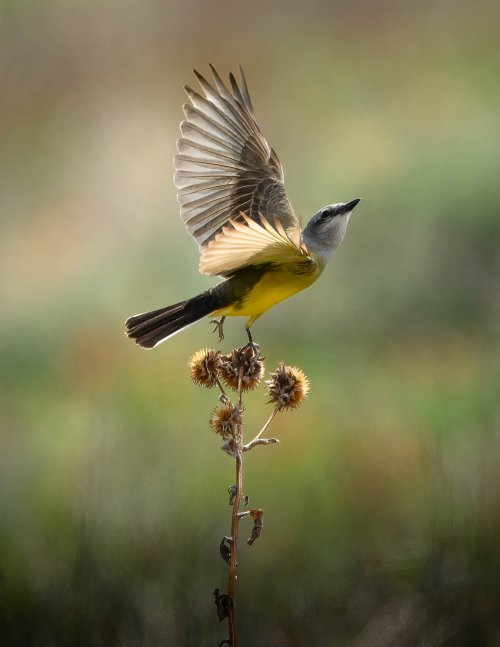 Western Kingbird taking flight