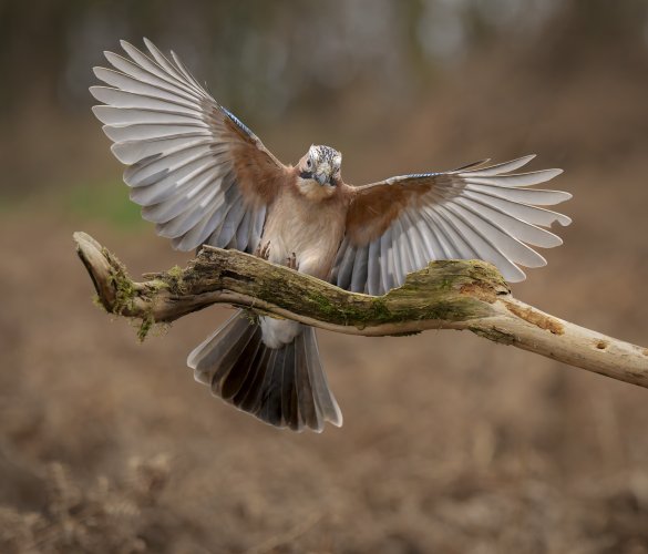 Jay Landing, Used Auto Capture.