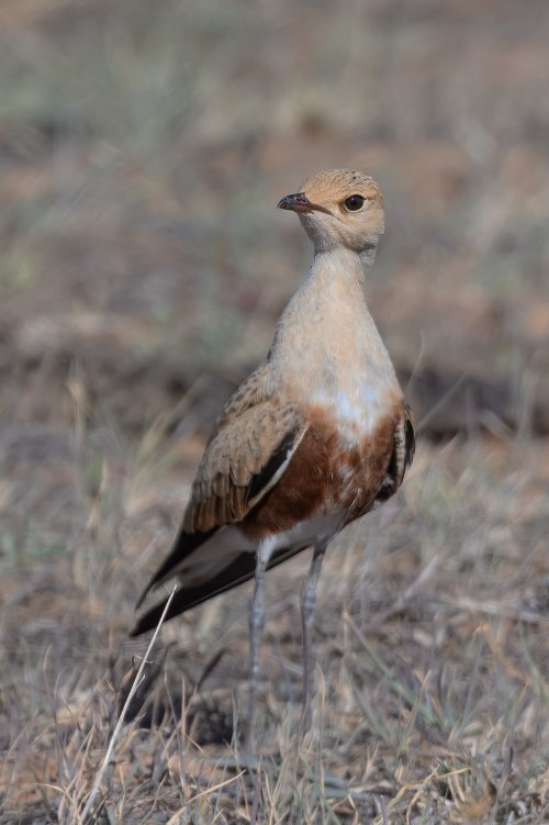 Two rare birds from Patho Plains in Victoria