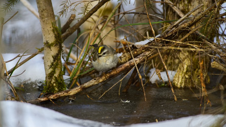 Local wildlife with new gear.