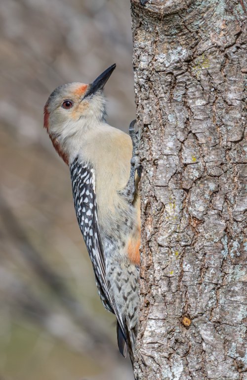 A couple  shots of a Red Bellied Woodpecker