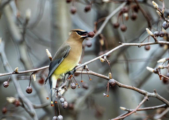 Cedar Waxwing slurping down Bradford Pear Tree berries