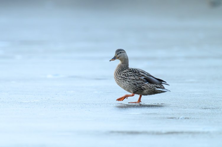 Female Mallard on Ice