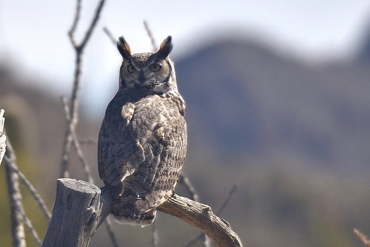 Sonoran Great Horned Owl 🦉