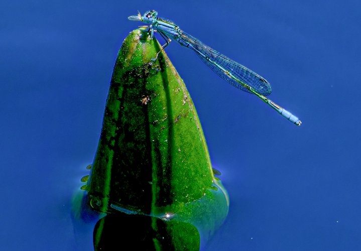 Swamp Bluet (1 of 1).jpg