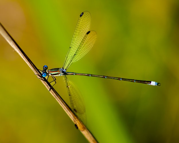 Smoky Spreadwing