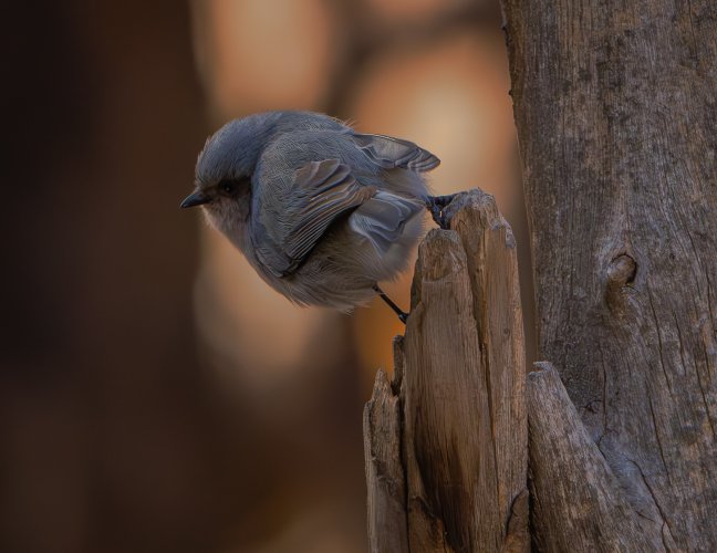 Bushtit over the shouldrr