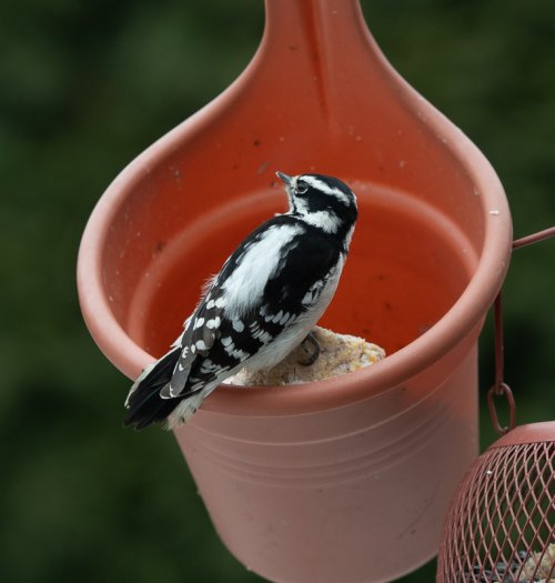 Female Downie Woodpecker with a Plena