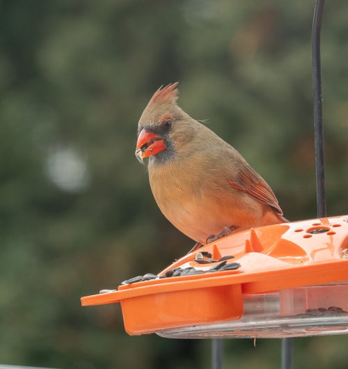 Vivid Plena Cardinal