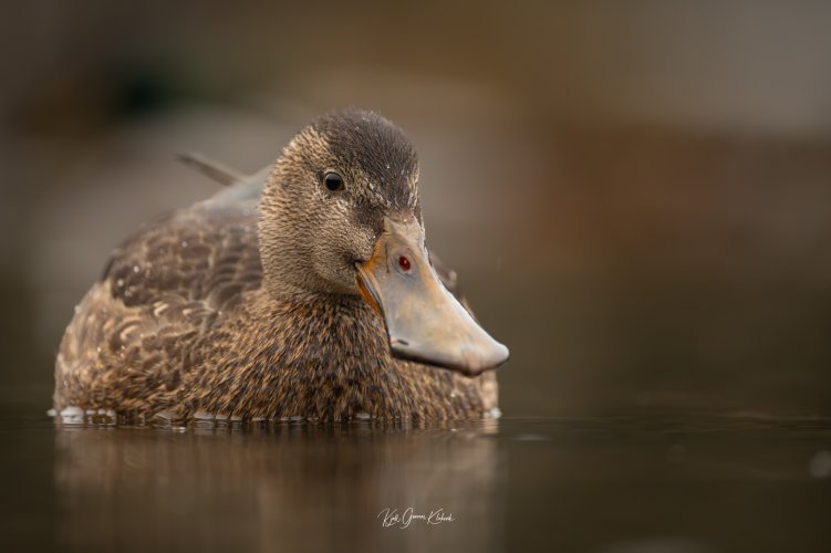 Northern Shoveler