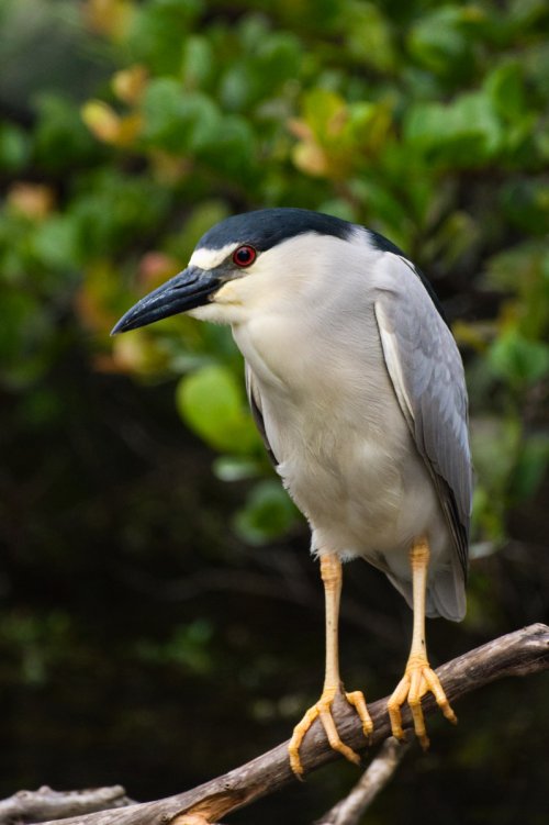 Testing the Nikon 180-600 in The Everglades