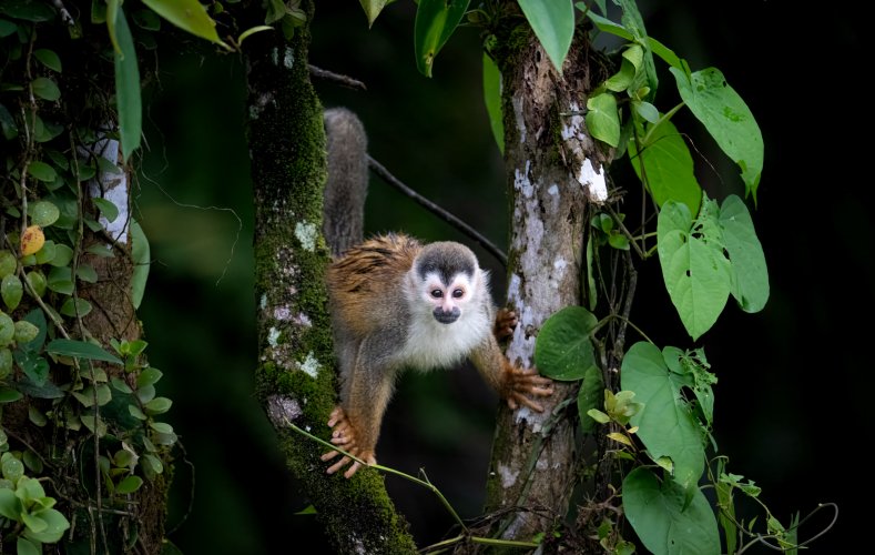 Squirrel Monkey