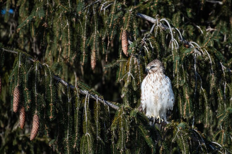 Red Shoulder Hawk