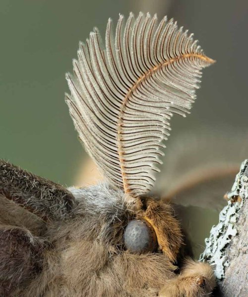 Silk Moth.jpg