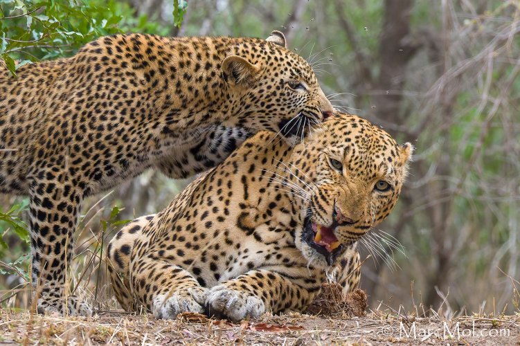 A rare bonding moment between a Leopard father & son.