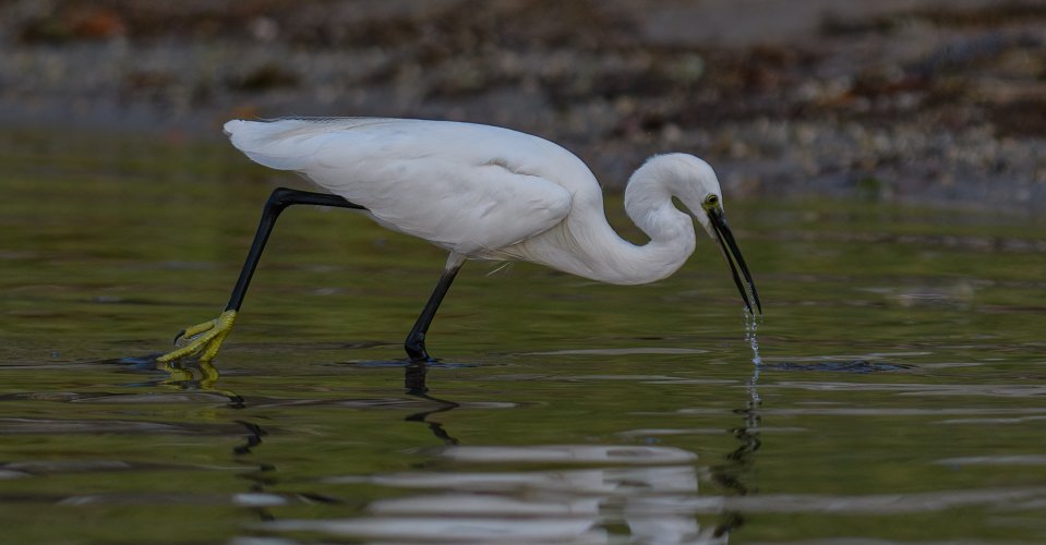 Little Egret