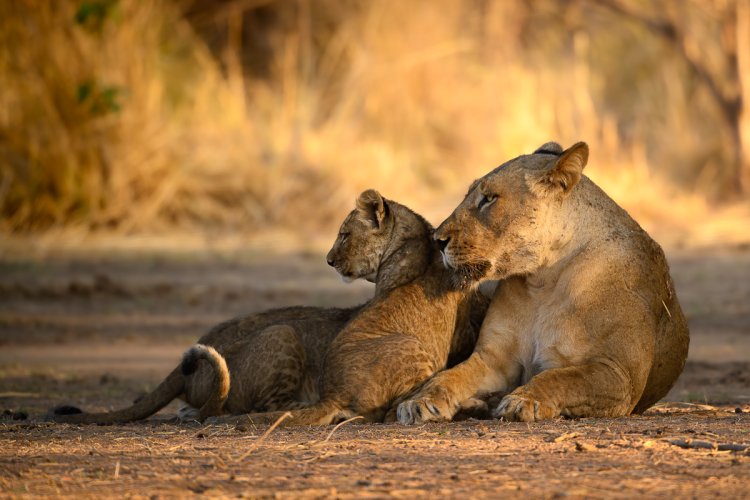 Lions in Zambia