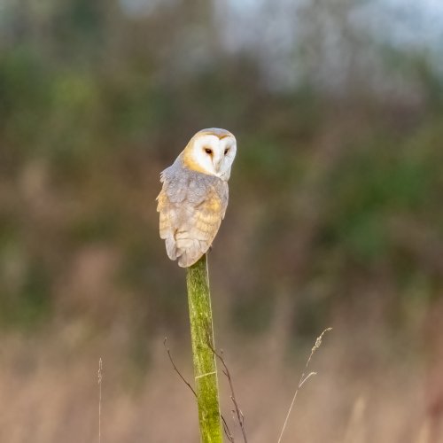 Post sitting Barn Owl