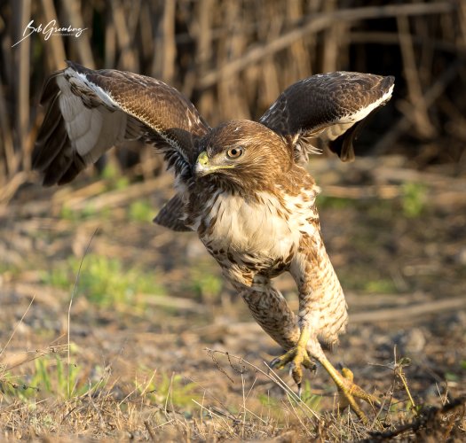 Running Red Shoulder Hawk