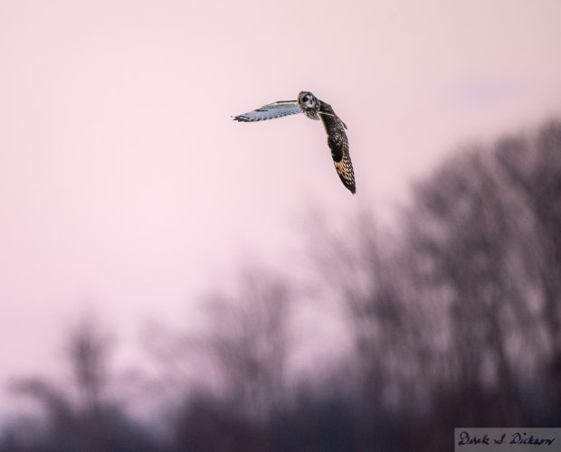 Short-eared Owl Cruising