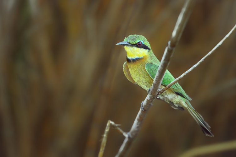 Little Bea Eater - Lower Zambezi, Zambia