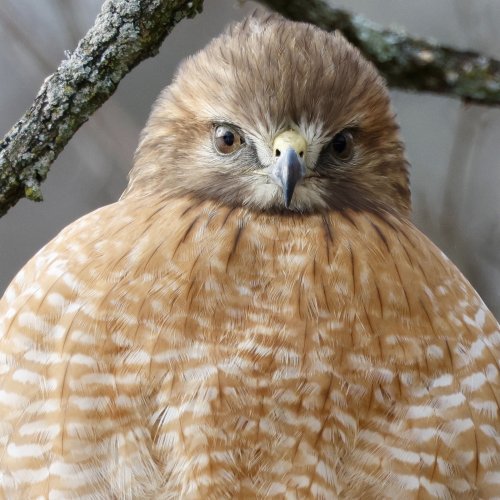 I think I may have been spotted - Red Shouldered Hawk.