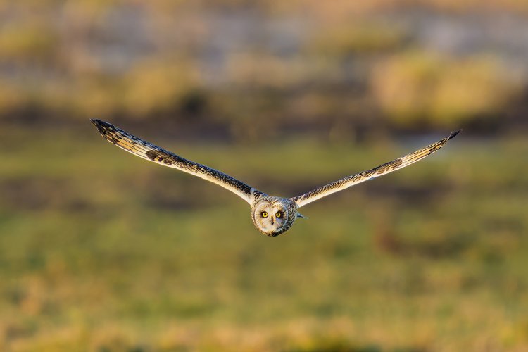 Short Eared Owl