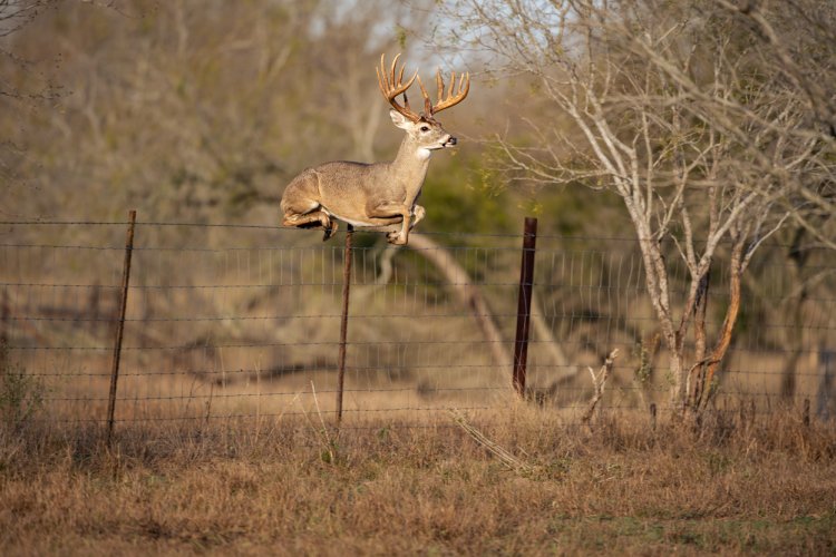 Big 12 Whitetail Buck