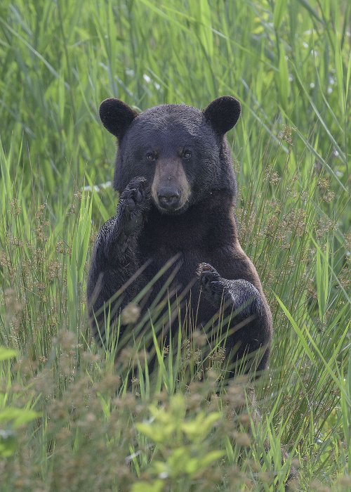 Black Bear