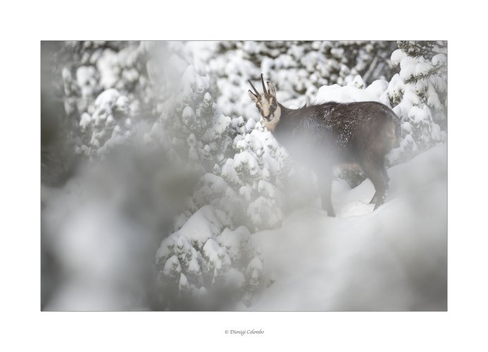 Alpine chamois