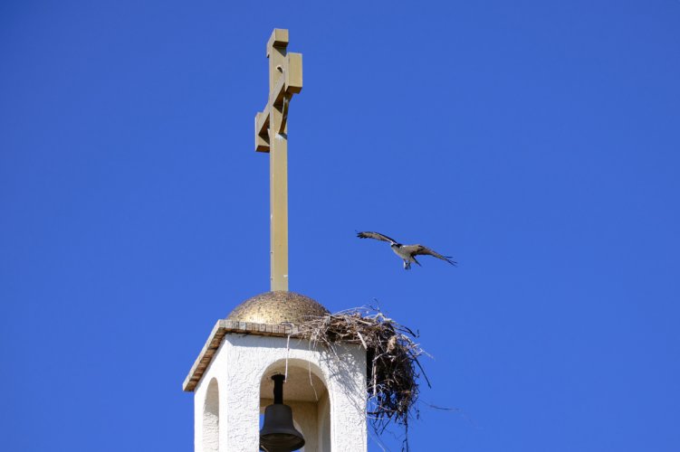 Ospreys Have Found Religion.