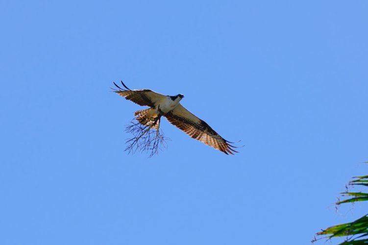 Ospreys Have Found Religion.